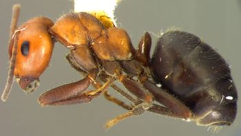 Media type: image; Entomology 33833   Aspect: habitus lateral view